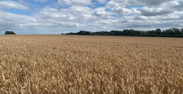 Wheat Field