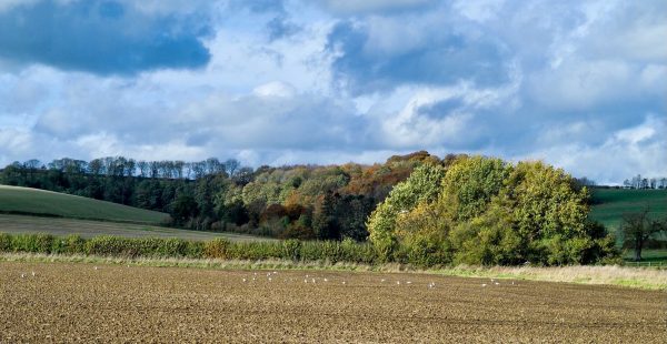 Countryside Banner Image