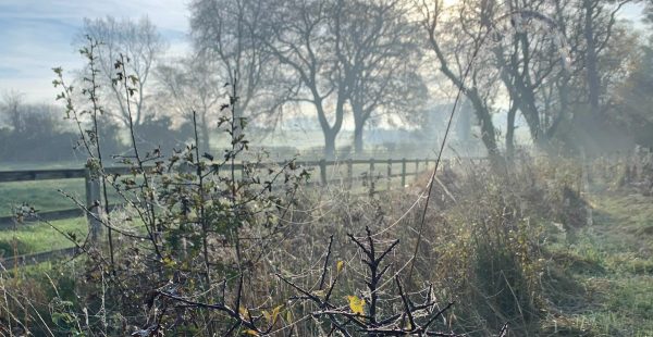 Frosty and foggy morning on the estate