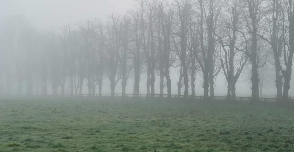 Foggy image of the woods