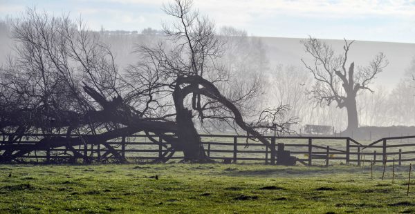 Image of the grounds on a foggy day