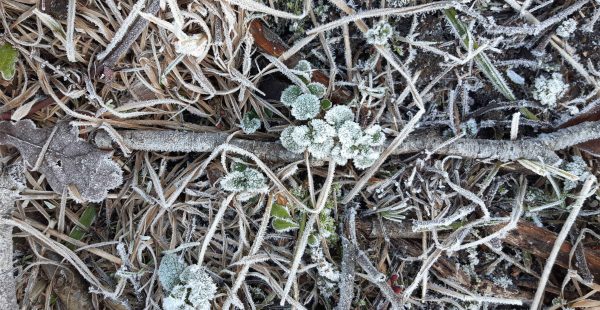 Frosty woods