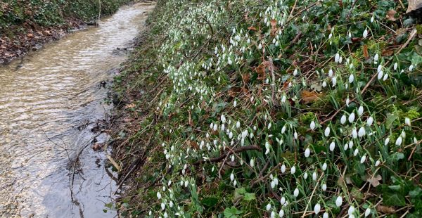 Snowdrops