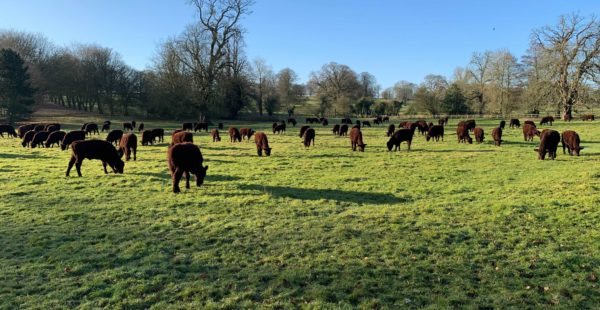 Cows Grazing On Field