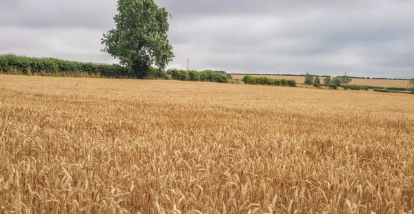 Combined Barley