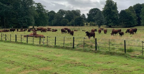 Lincolnshire Red