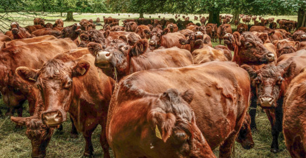 Lincoln Red Cattle