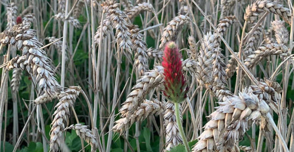 Corn Fields