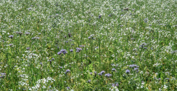 Flowers in the Field