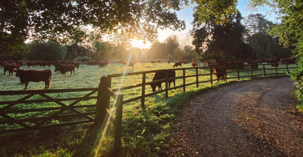 Lincoln Reds Grazing in Lincolnshire Fields