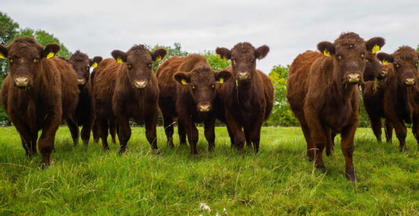 Lincolnshire Red Herd in Field