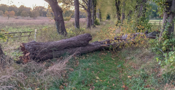 Fallen Tree