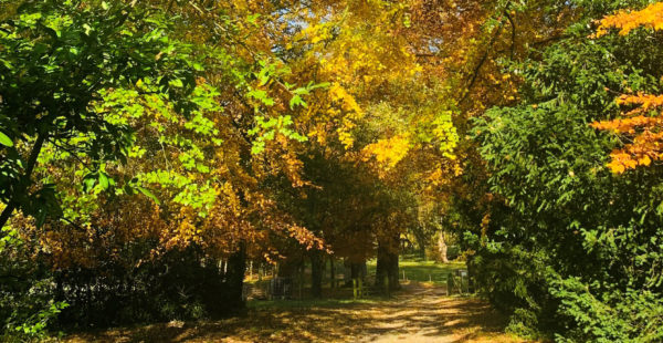 Autumn Trees