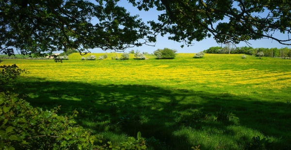 Open Fields