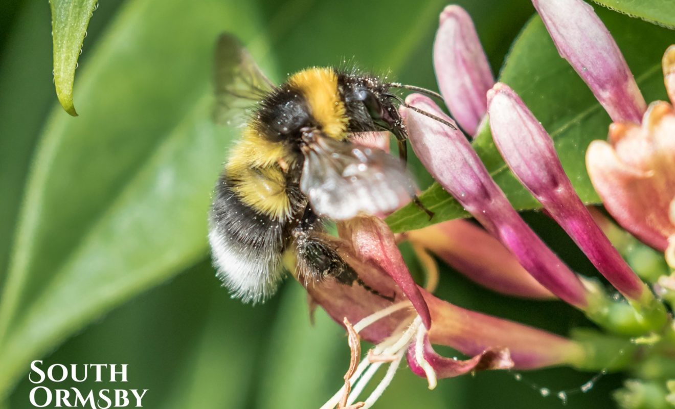 Close Up Of Bee