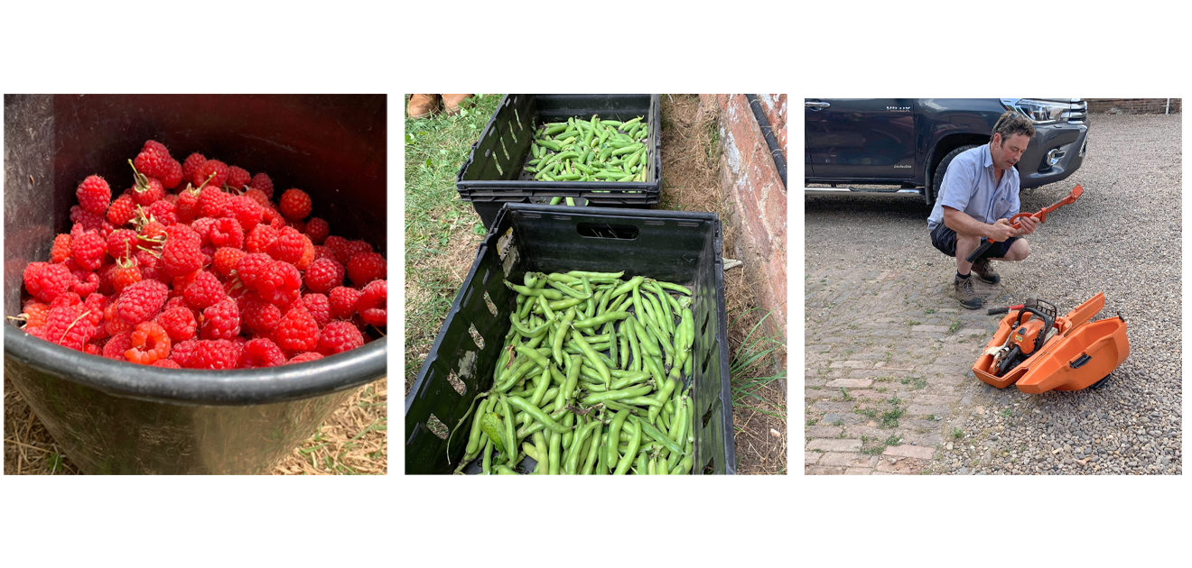 garden harvest