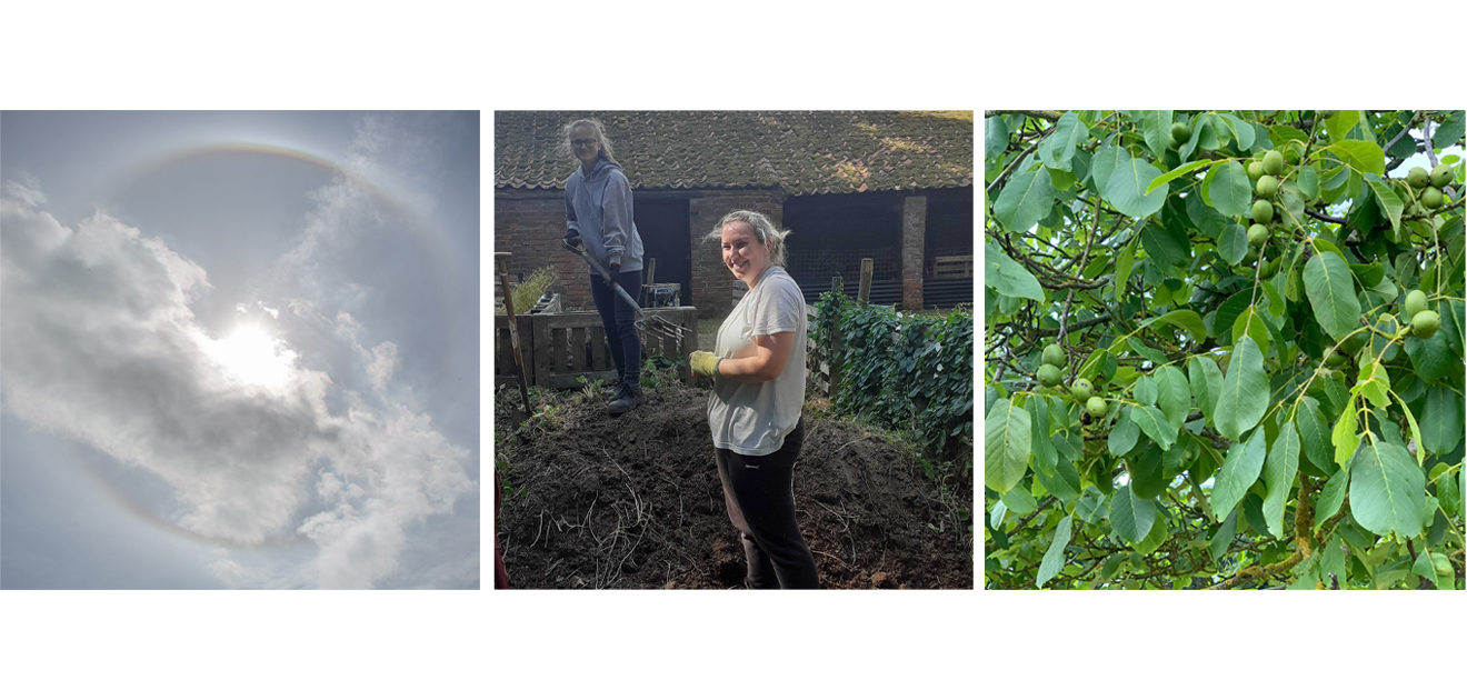 sun, compost & walnuts