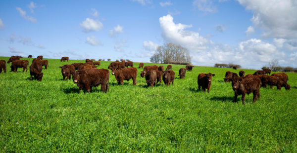 lincoln red cattle