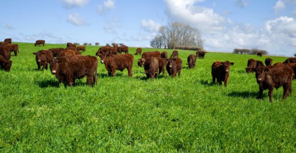 lincoln red cattle