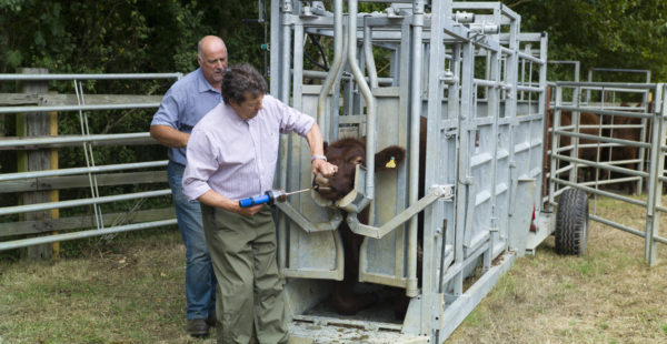 Vet With Cattle