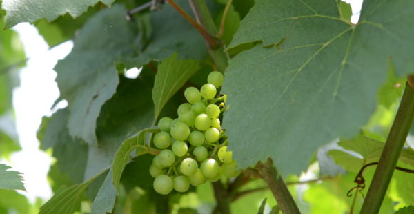 grape vine