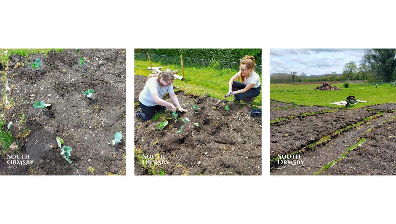 community vegetable garden