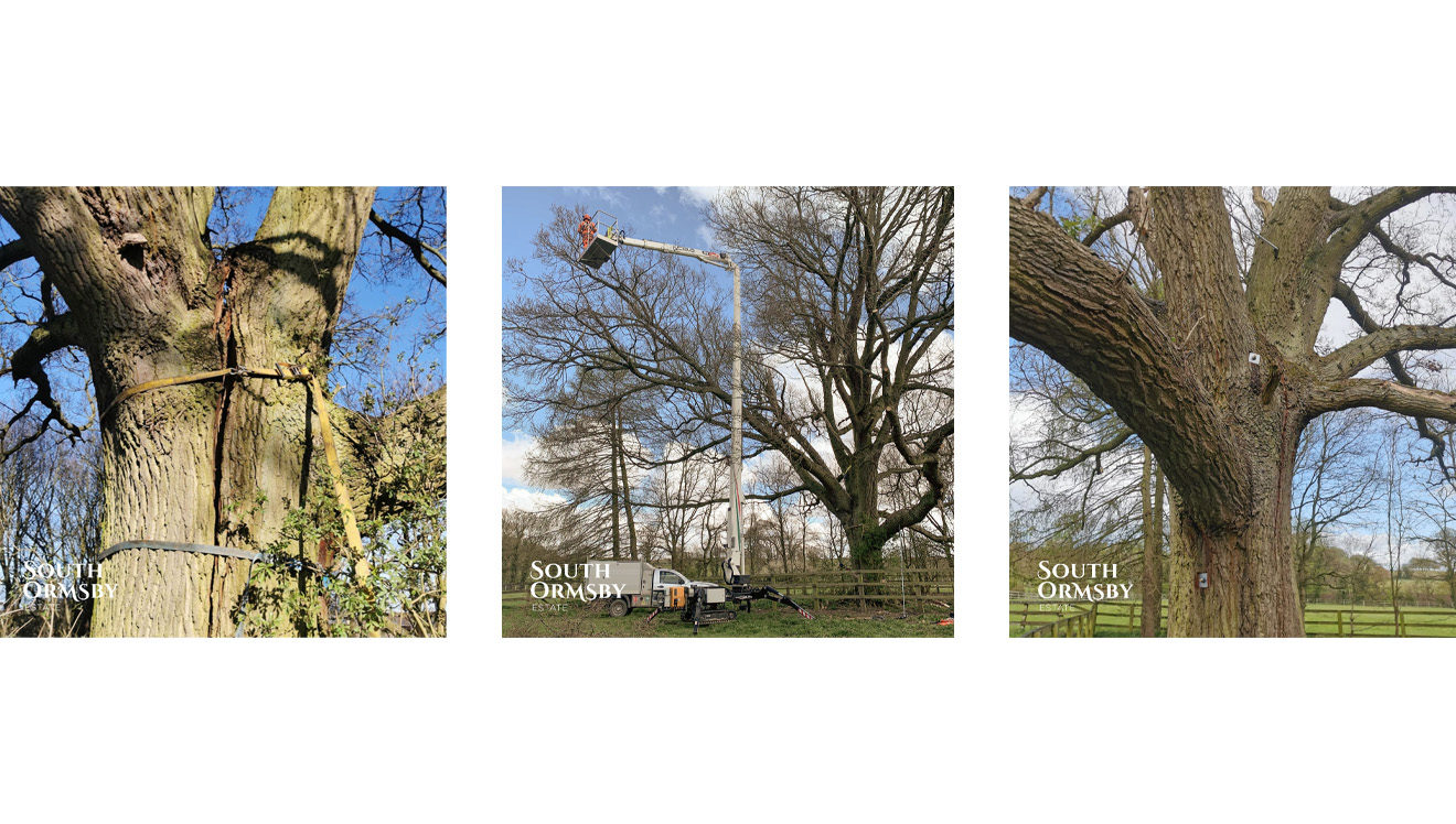 mike finch reinforces an oak