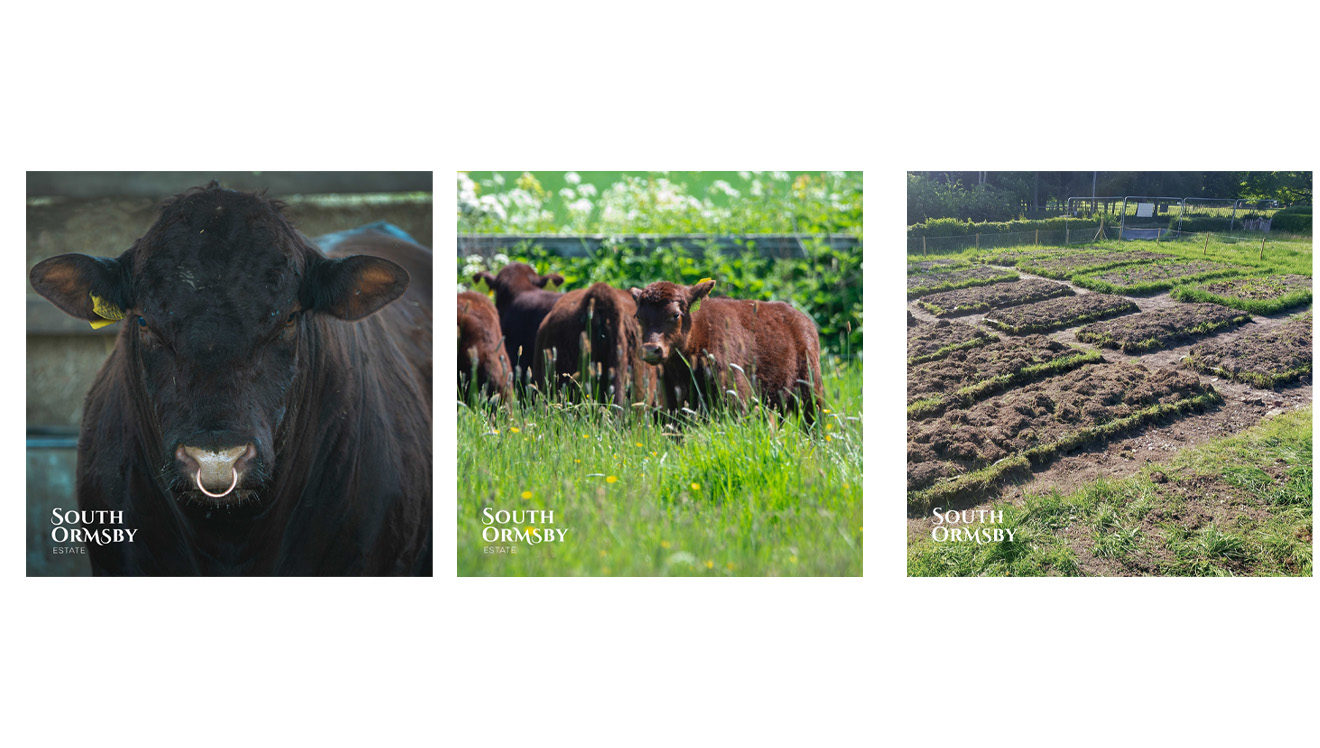 Cows On The Estate