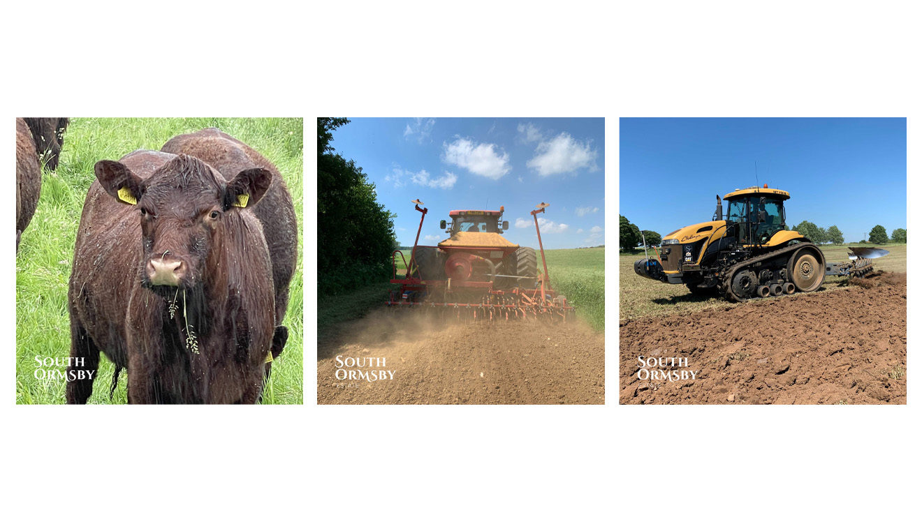 cattle in rain, seed drilling & ploughing