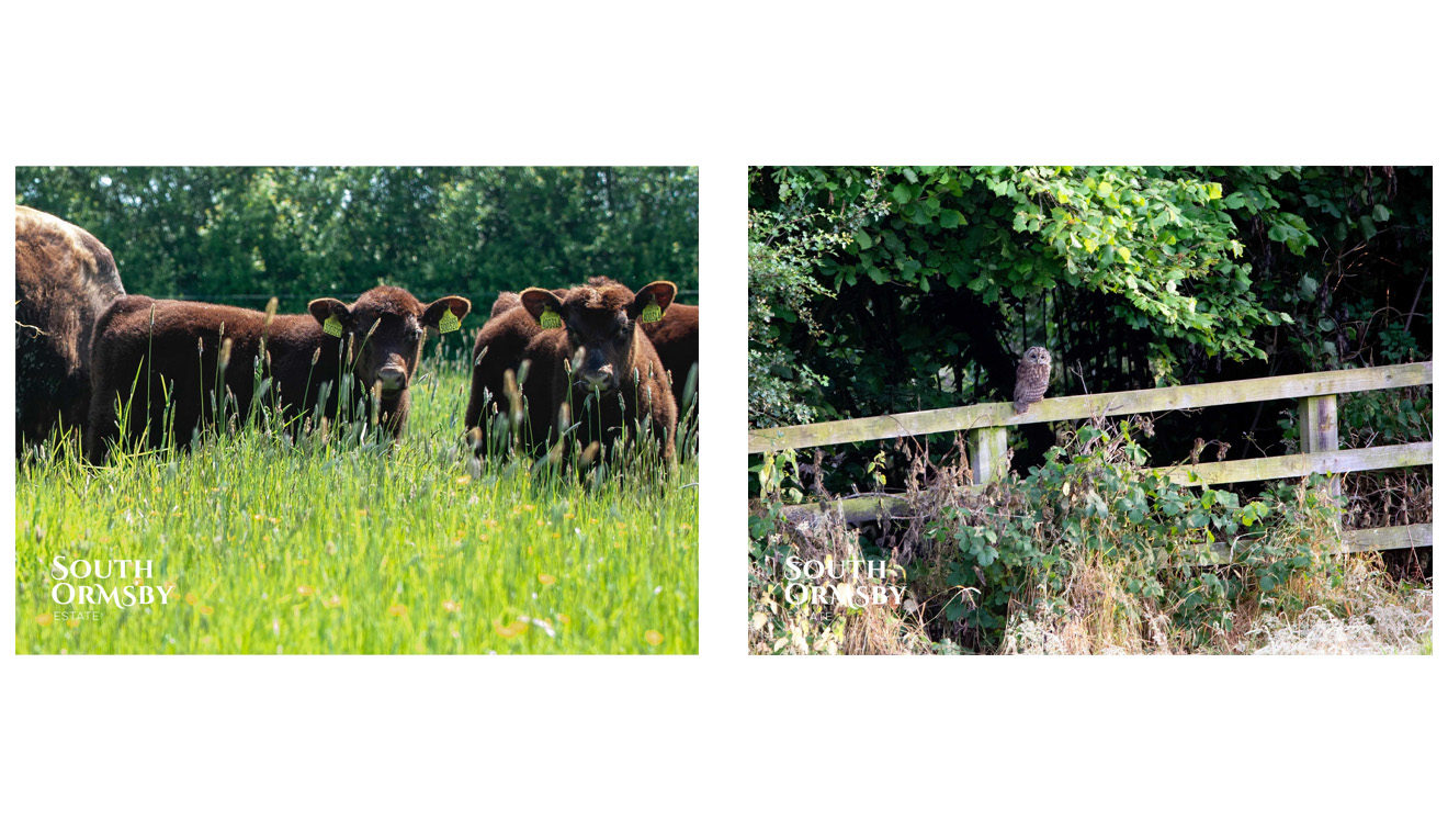 biodiverse pastures