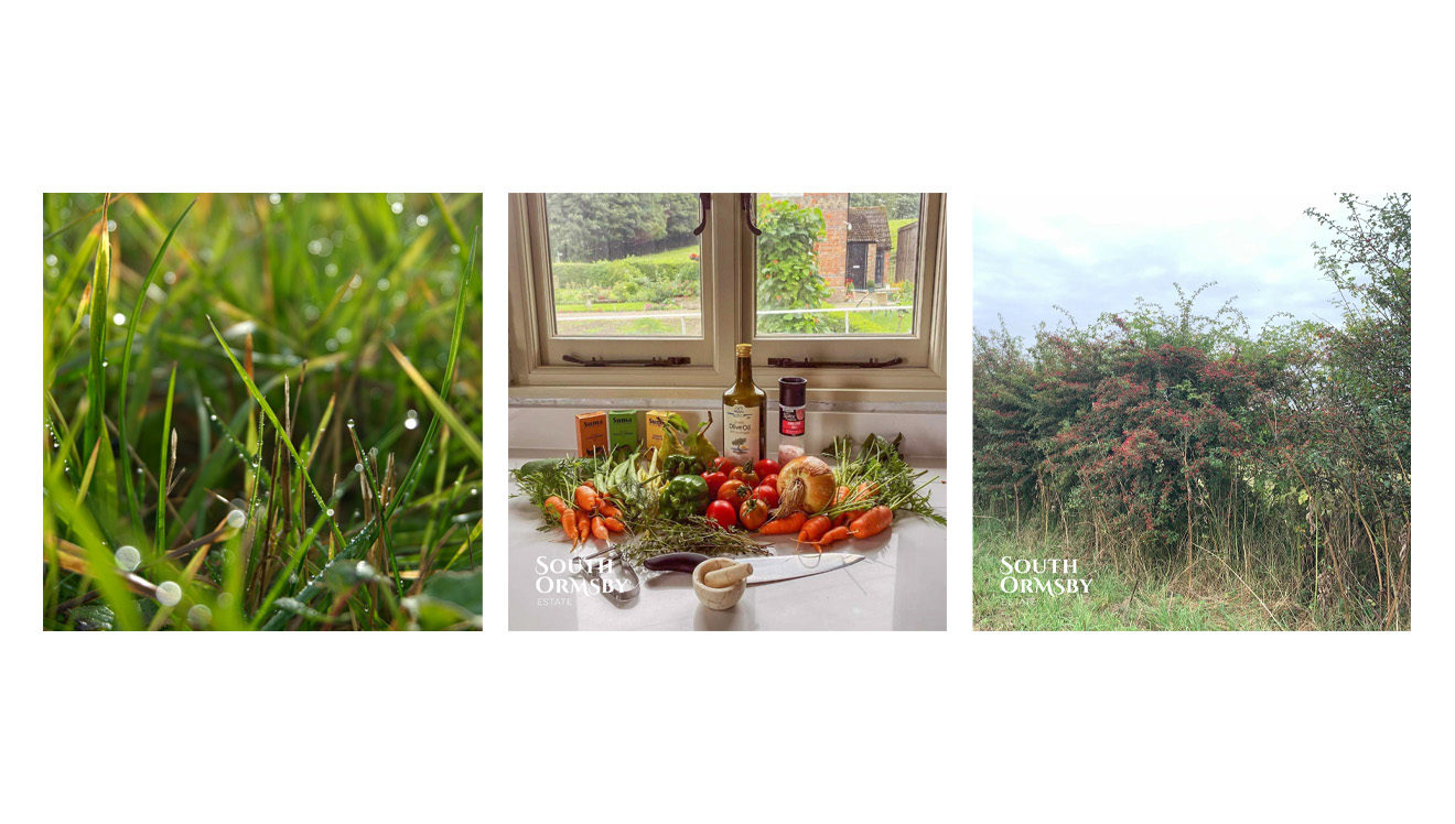 grass, fresh produce and fruiting hedges