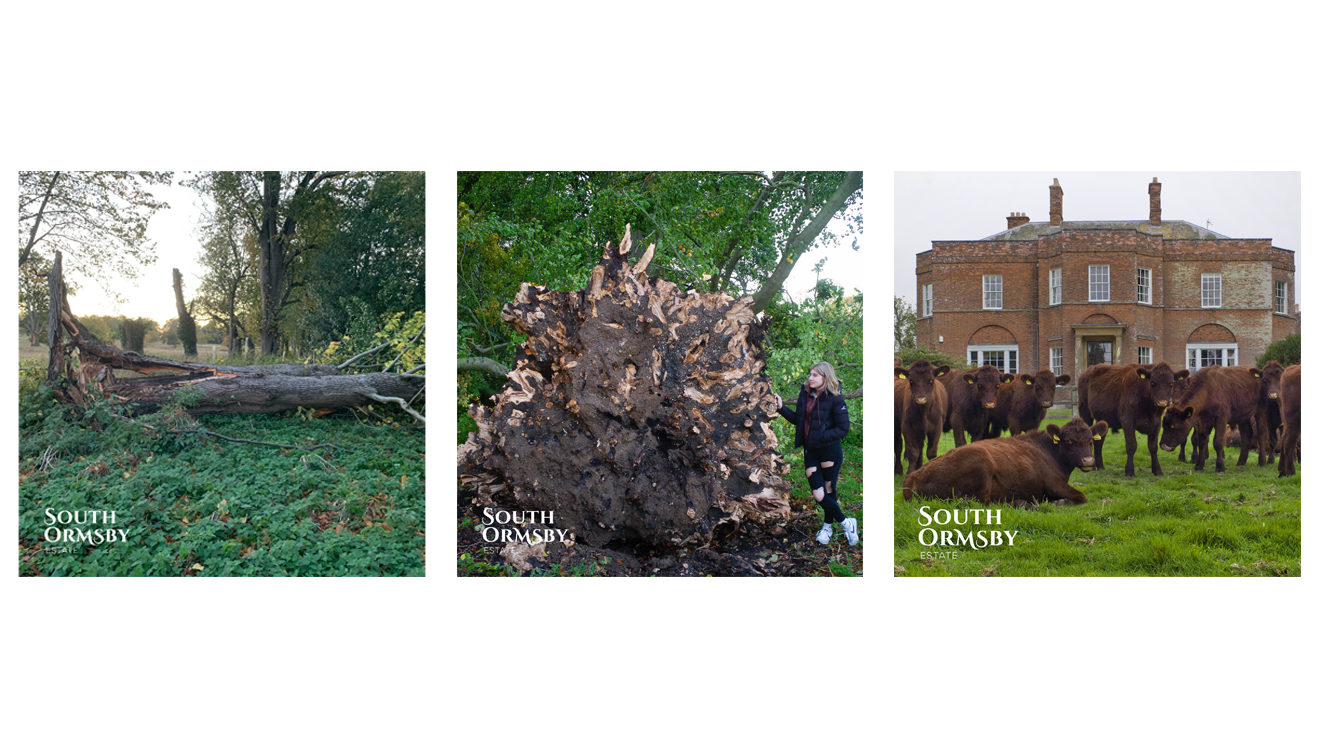 fallen trees, Lincoln Reds & South Ormsby Hall