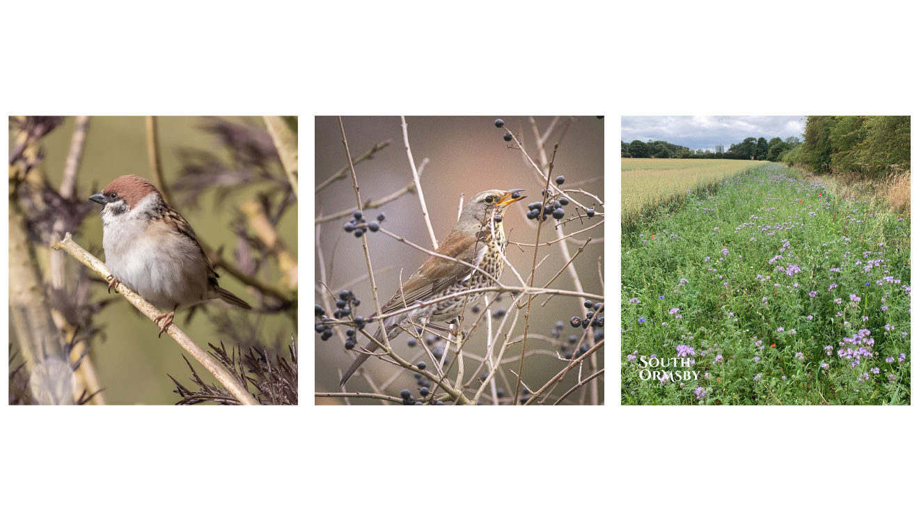 tree sparrow, fieldfare & field margin