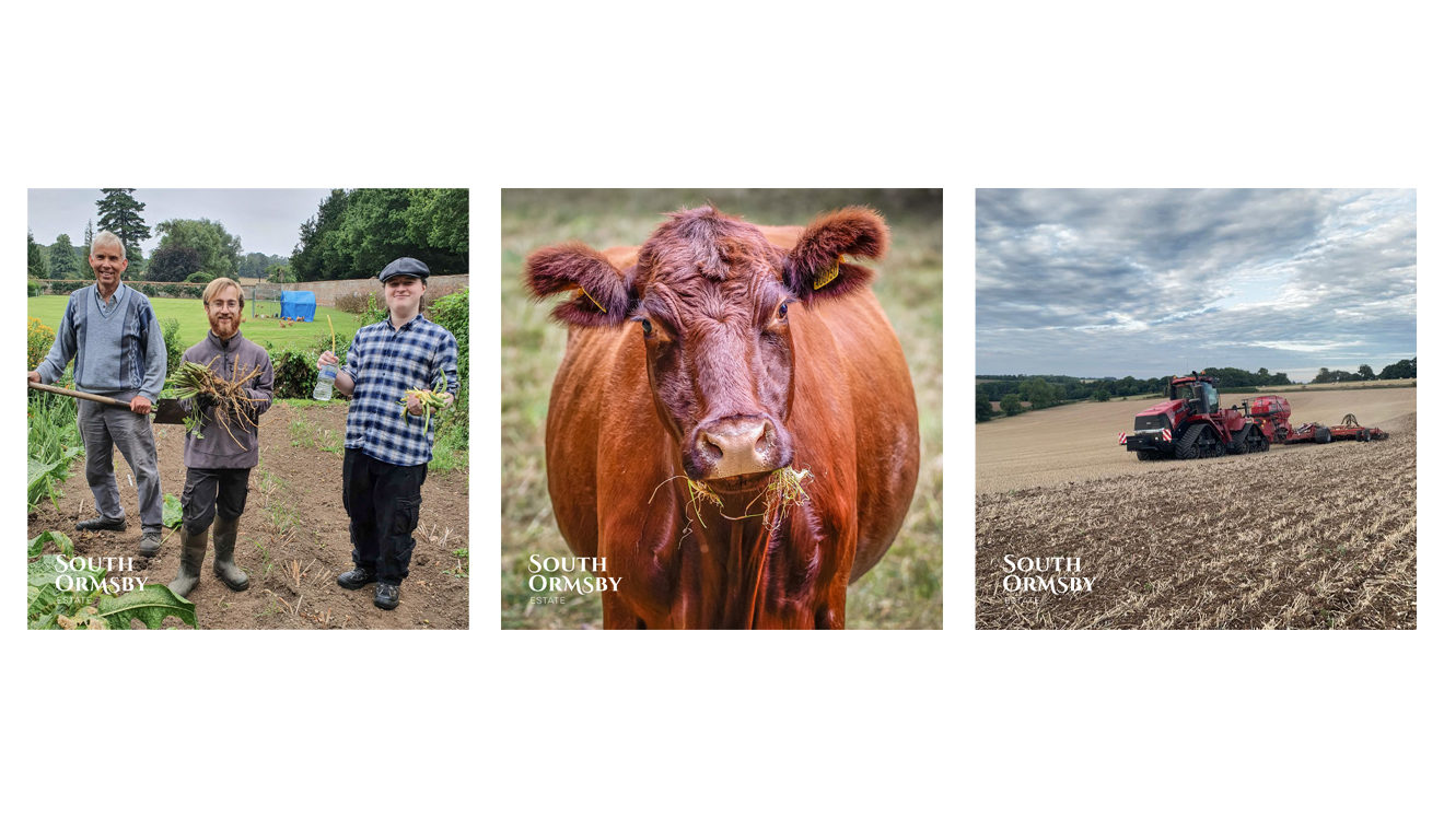 south ormsby gardeners, lincoln red cattle