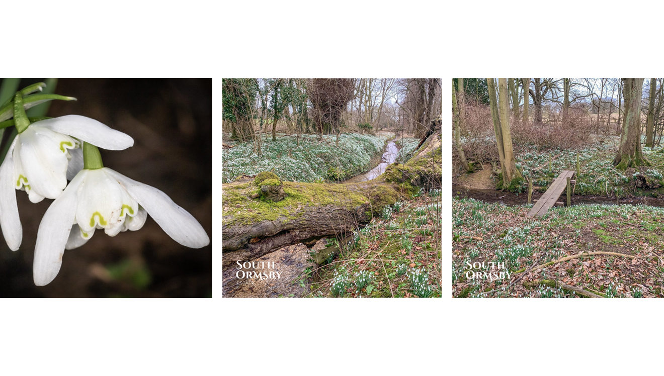 snowdrops