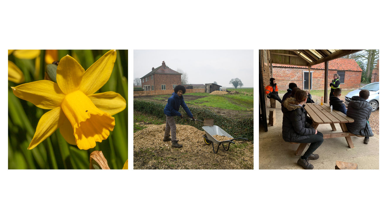 daffodils, woodchips & PCSO