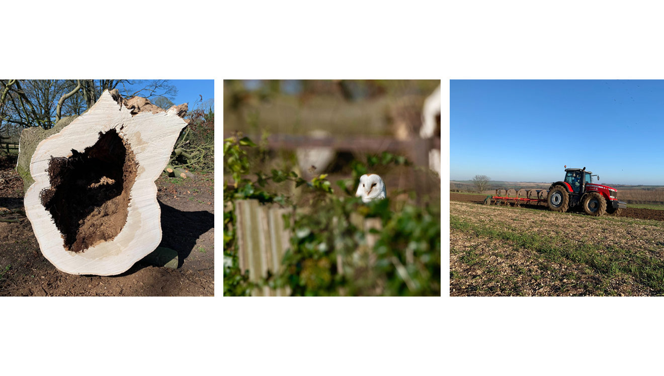 timber, owl & ploughing