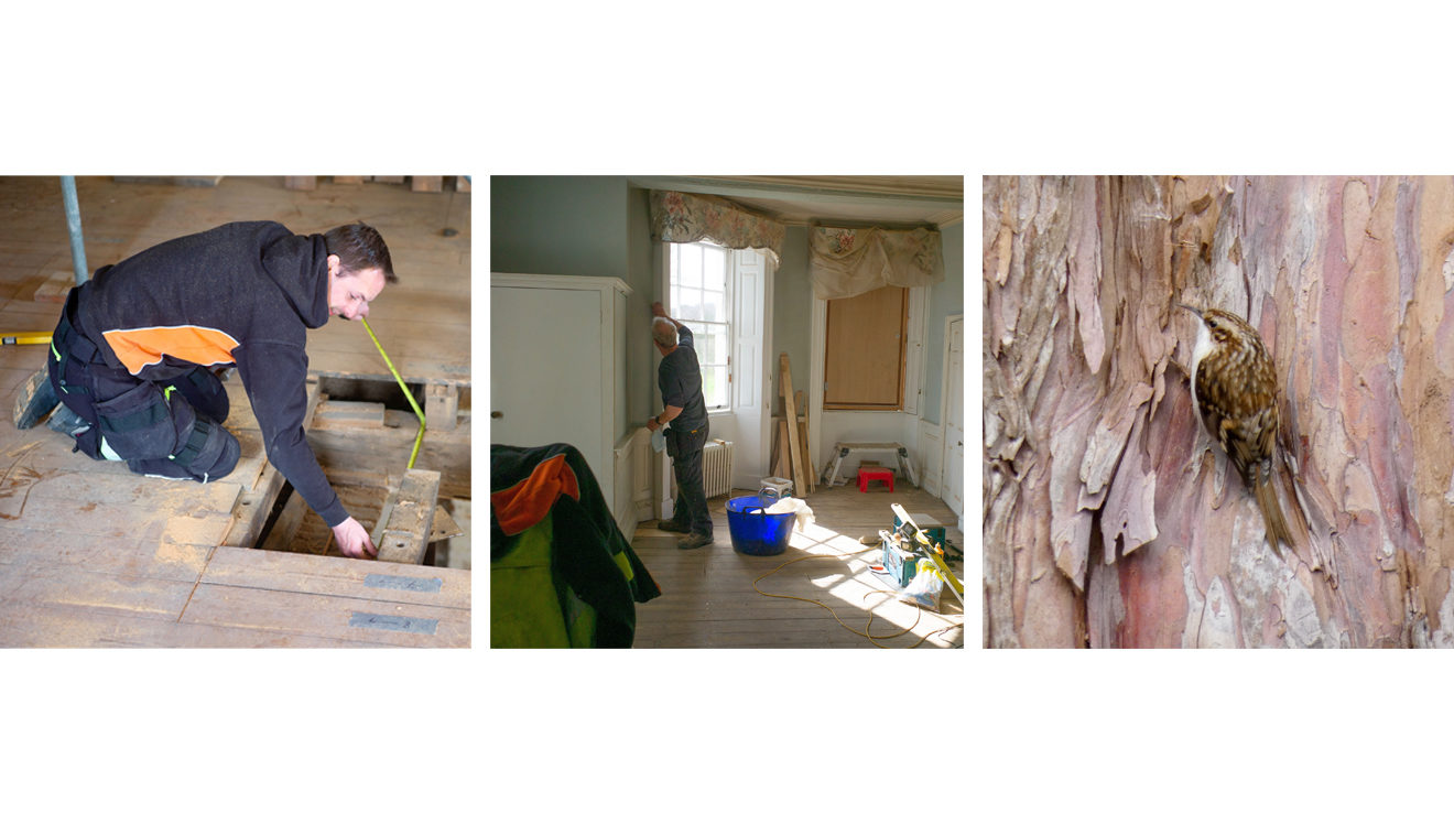 hall repairs & tree creeper