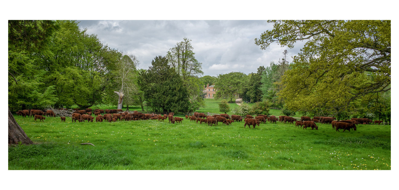 lincoln red cattle pasture