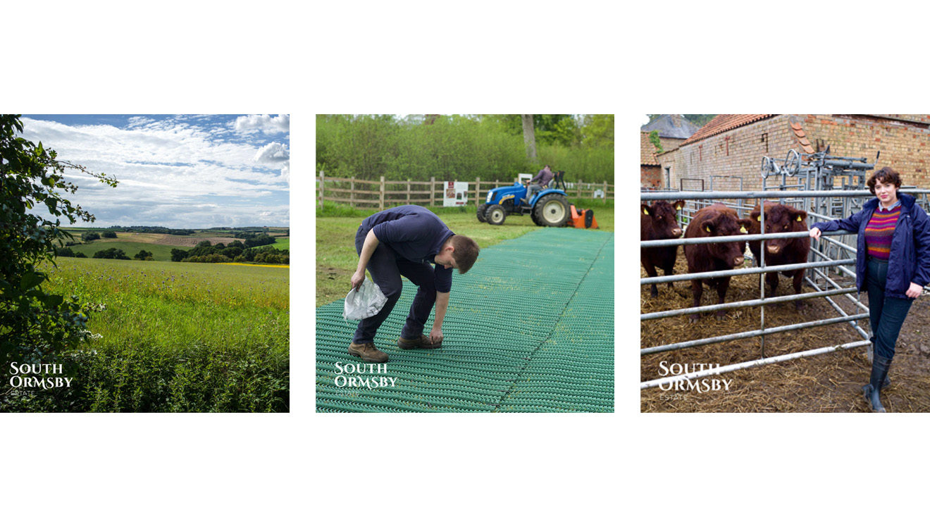 matting sheepdip paddock et al