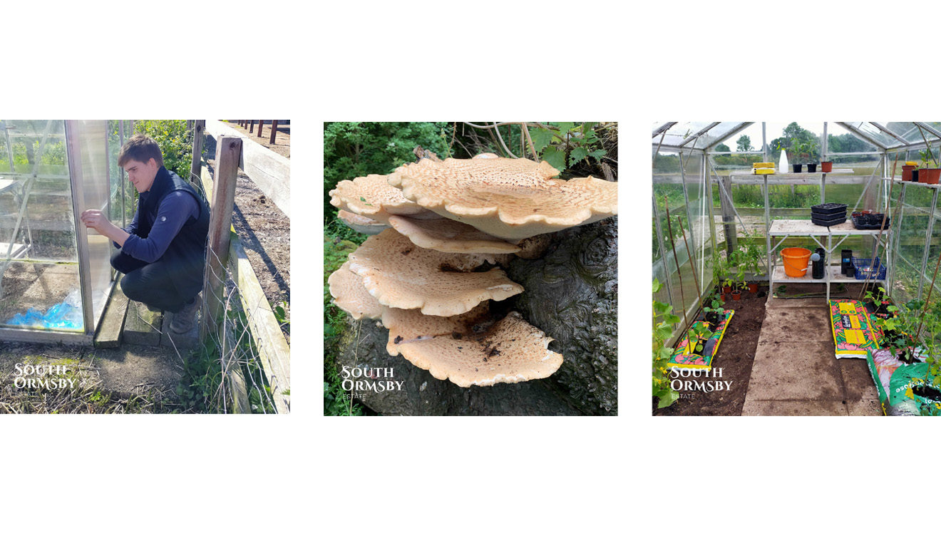 Jack Waters, bracket fungi & community greenhouse