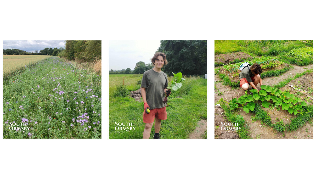 wildflower margins & Bradley McPherson gardening