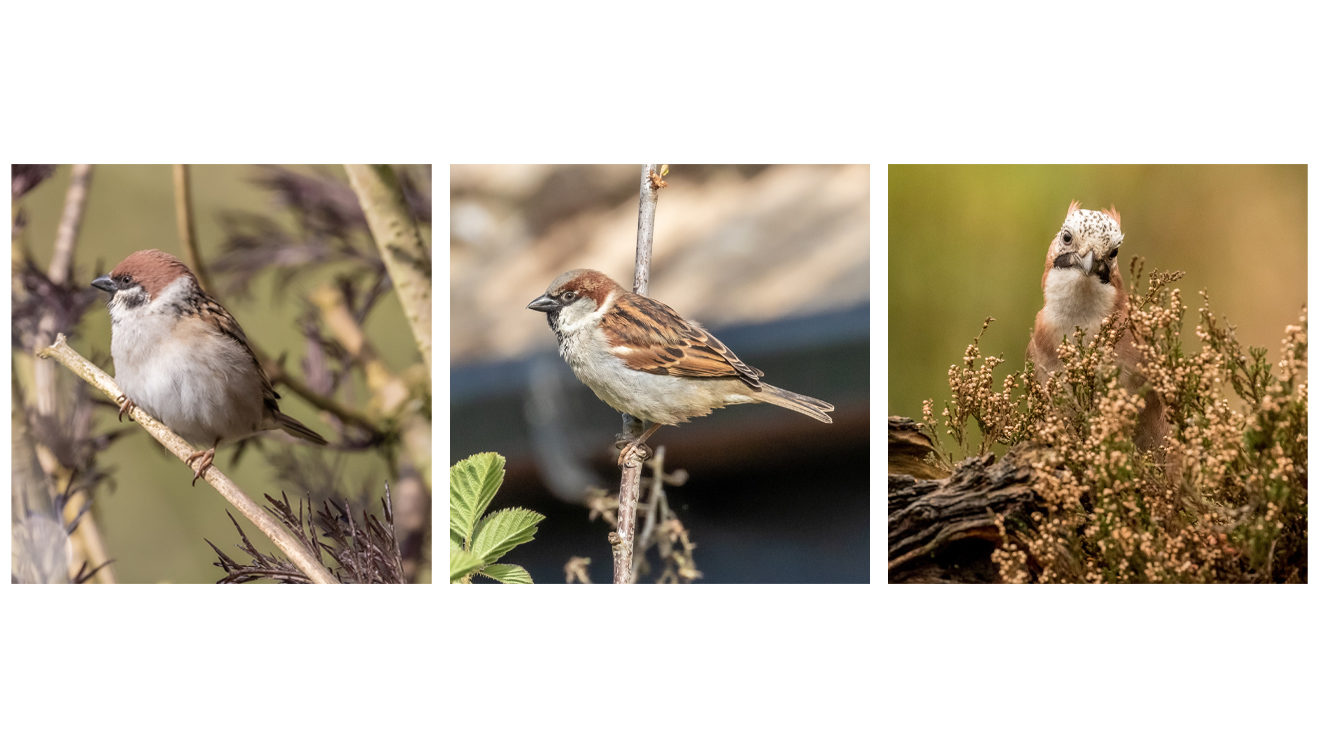 tree sparrow, house sparrow, jay