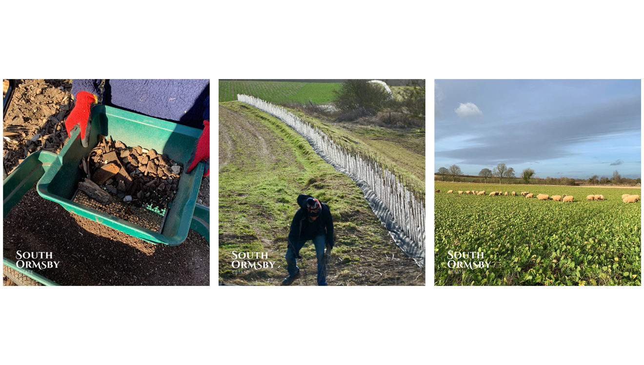 sifting soil & hedging & sheep