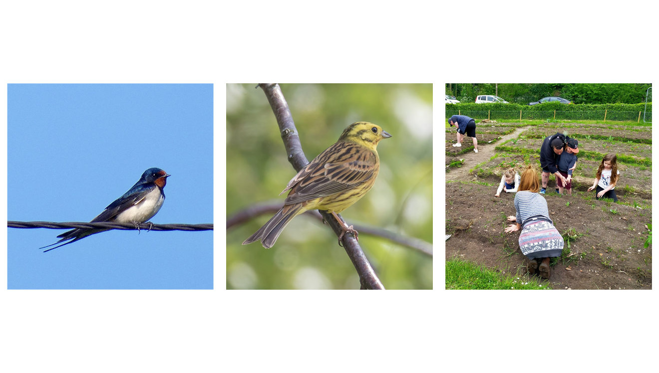 swallow, yellowhammer & gardening