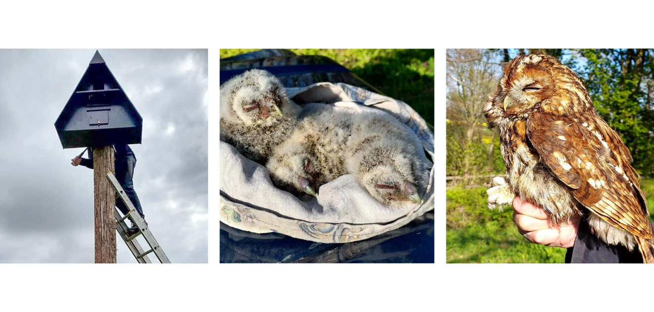 owl box & tawny owls