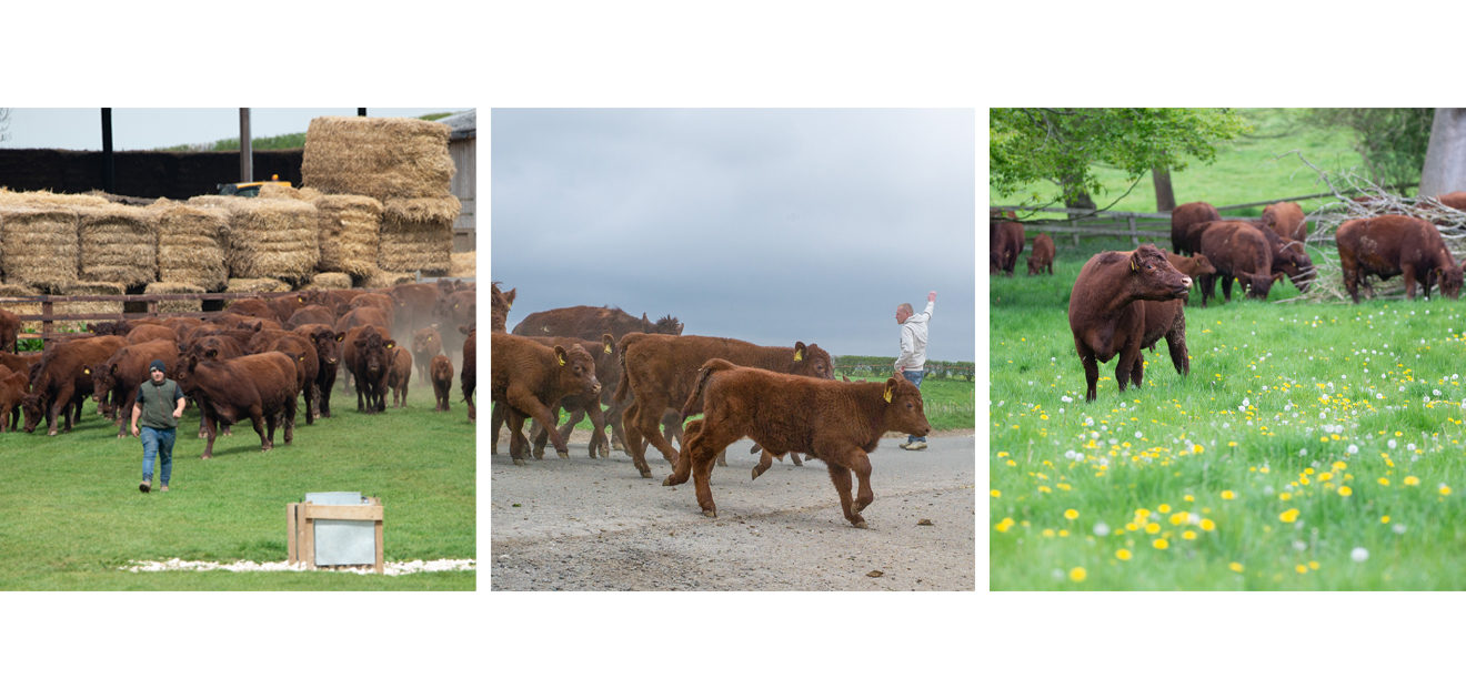 lincoln red cattle turn-out