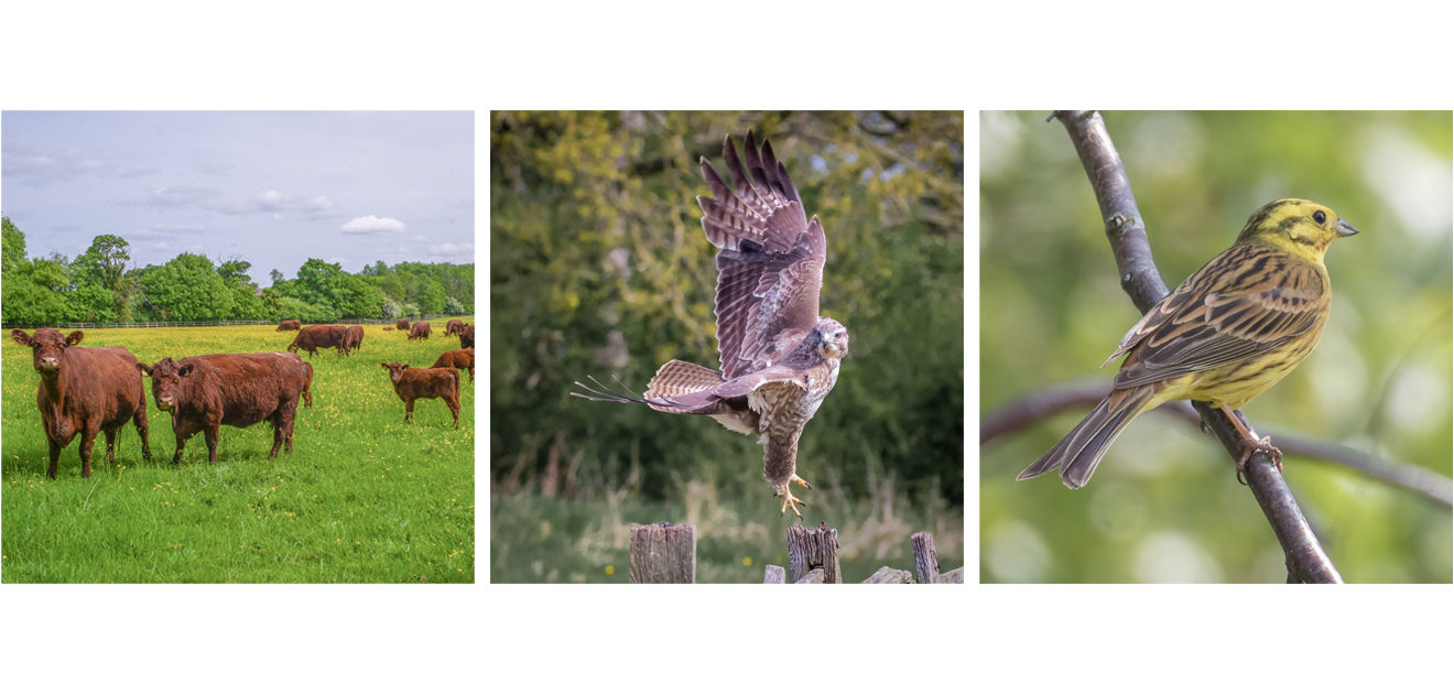 lincoln reds, buzzard, yellowhammer