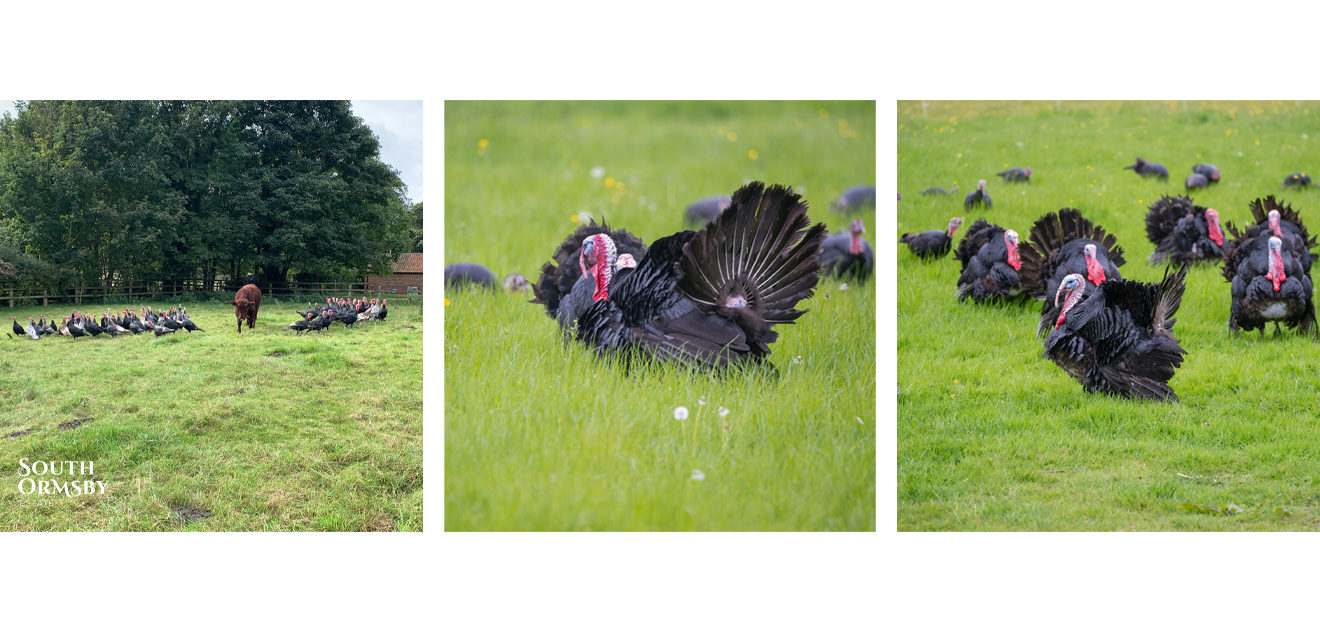 norfolk black turkeys