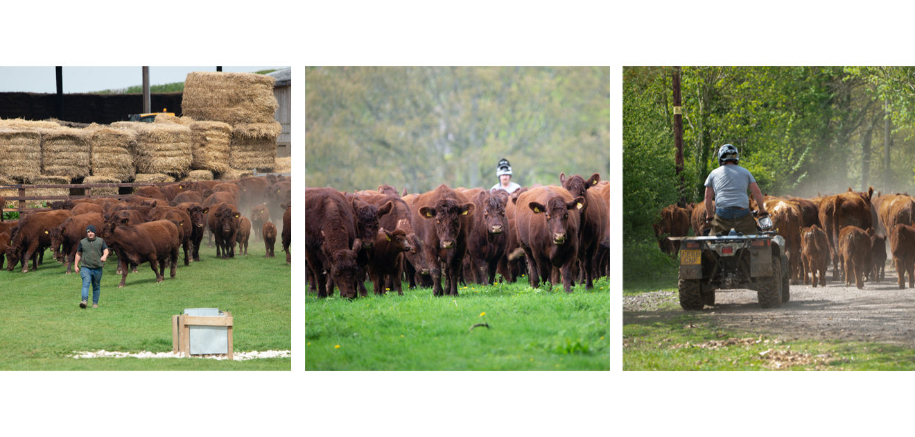 lincoln red cattle